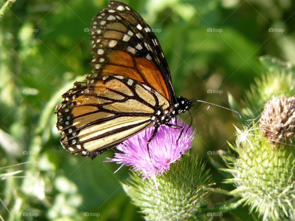 Monarch on a thistle 