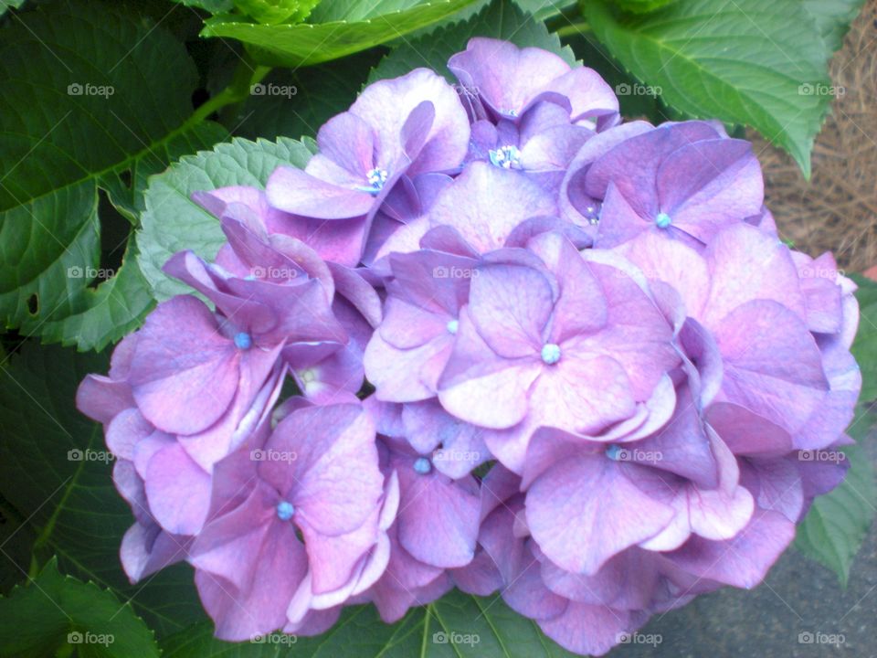 hydrangea . purple passion flowers