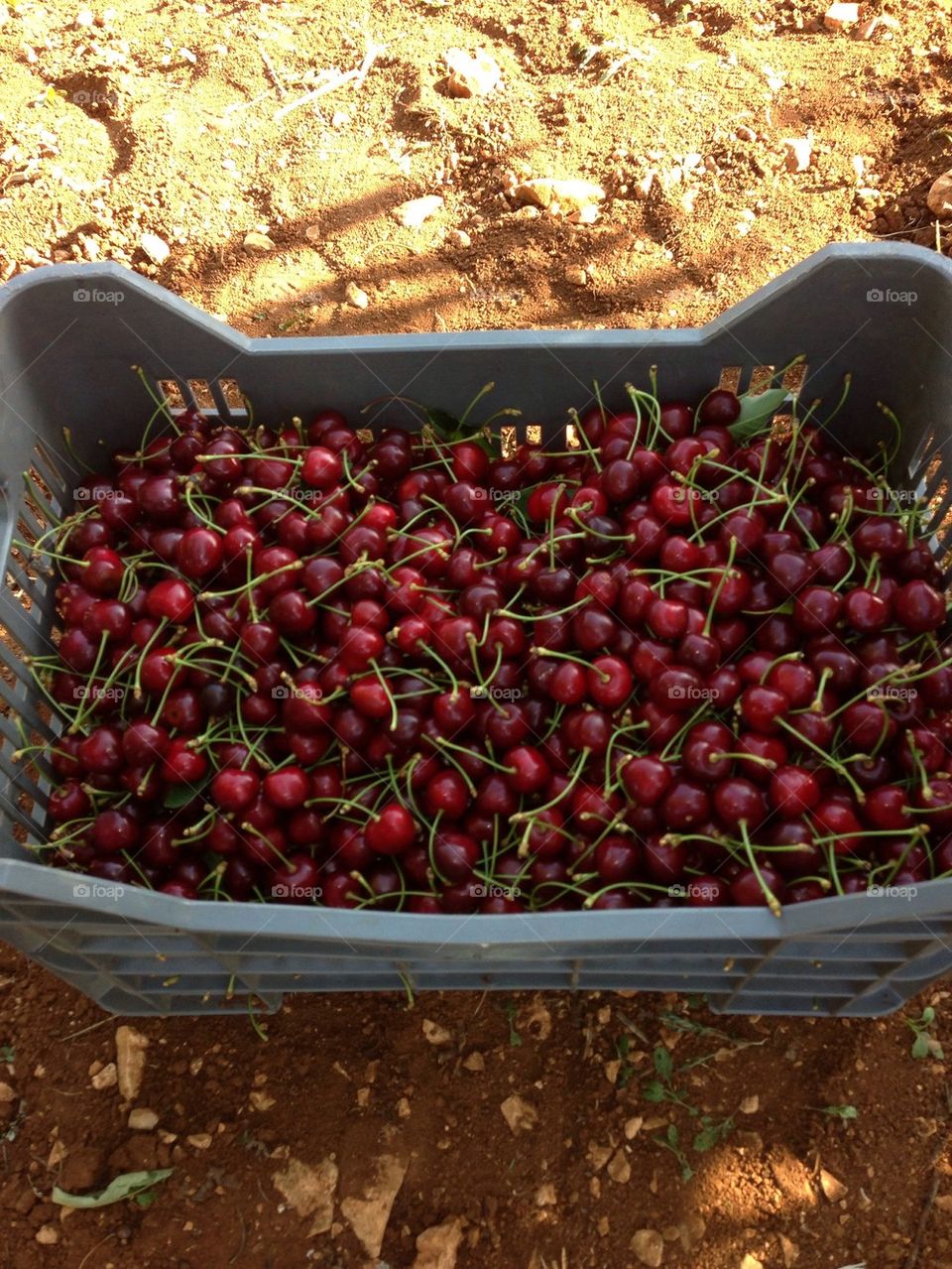 Cherries on Cherries