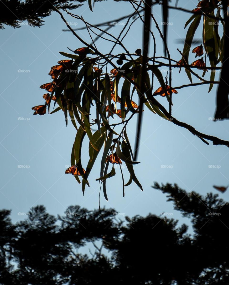 Pacific Grove, CA / Monarch Butterflies 