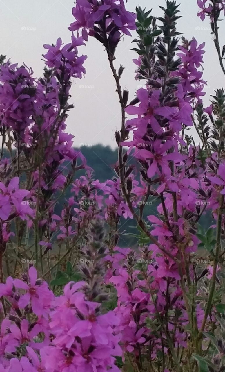 Purple Loofstrife