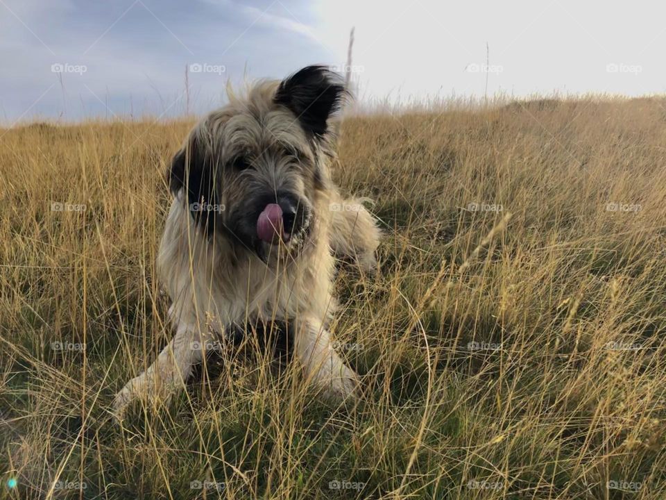 Shepherd dog 