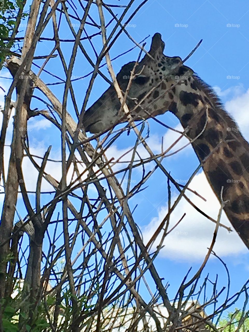 Giraffe reaching for leaves among the branches.