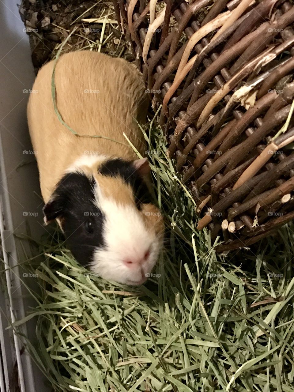 A guinea pig sniffing around in a pile of hay and toys