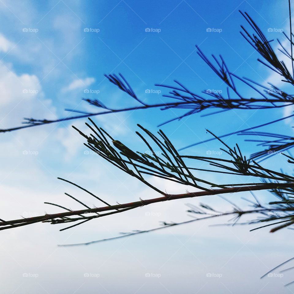 Branches and leaves of pine tree against blue sky