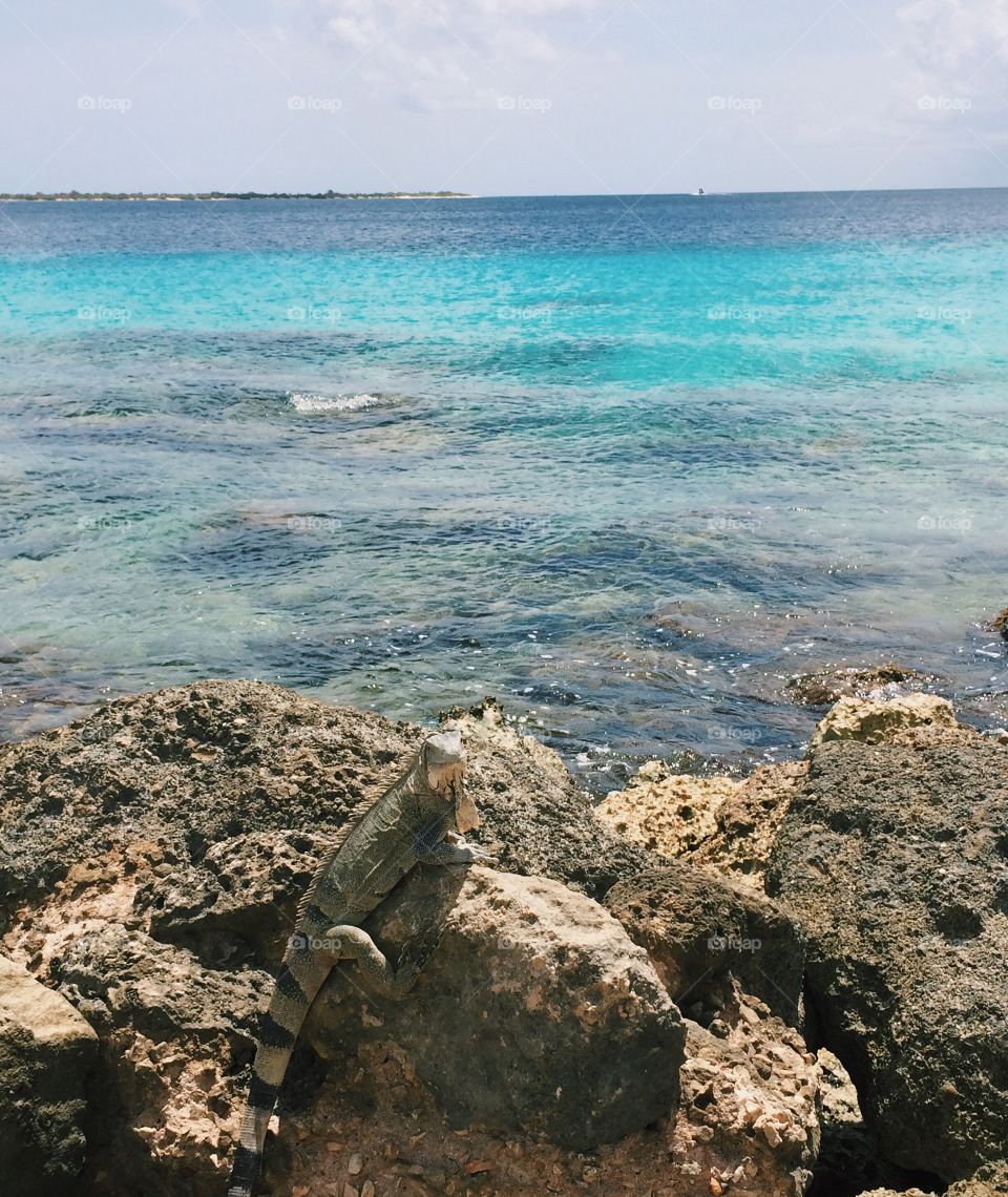 An iguana on the rocks. Clear blue water in Bonaire, the rocky coastline and the local wildlife