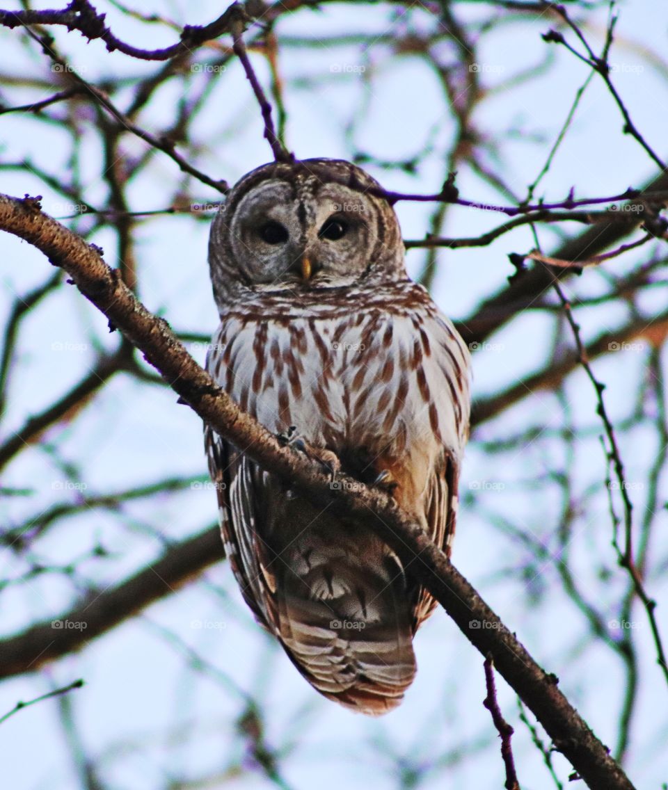 Barred owl watches for prey from its perch in a locust tree on an early spring evening. Side lit by setting sun. 