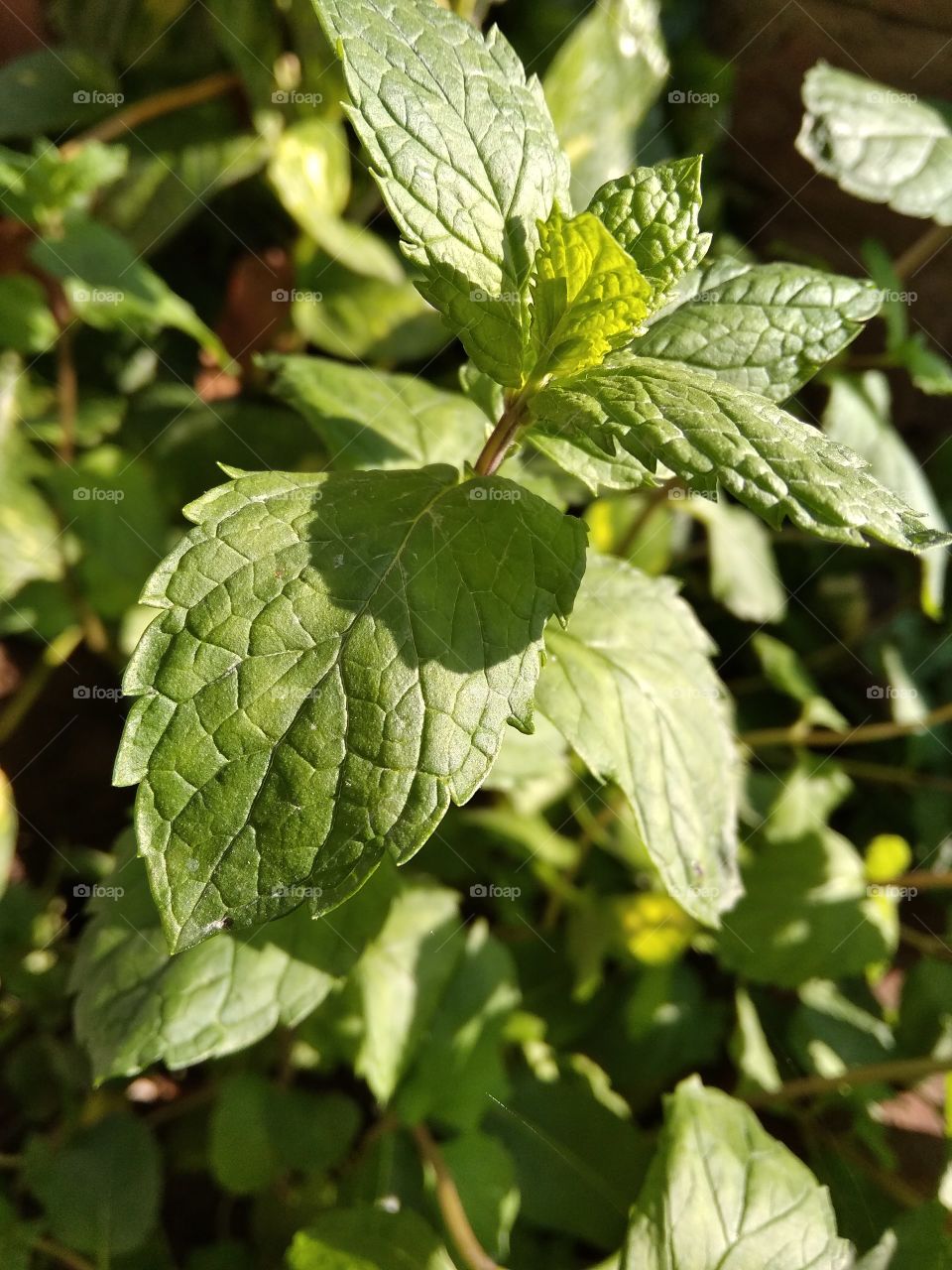 tulsi leaf