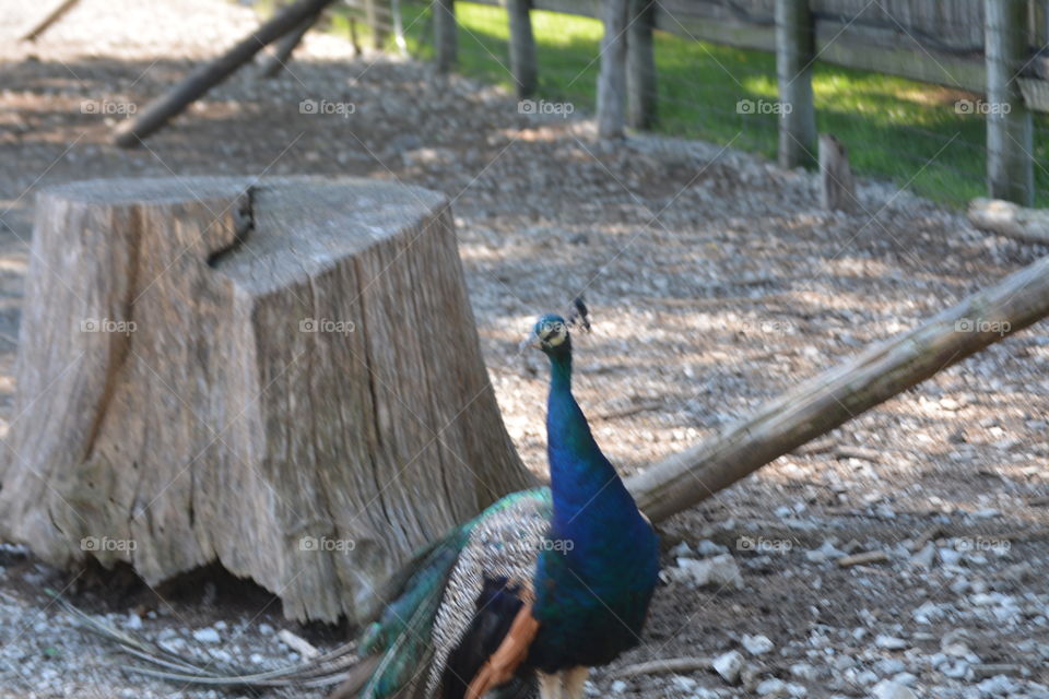 Peacock