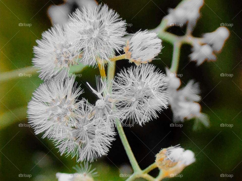 flower feathers