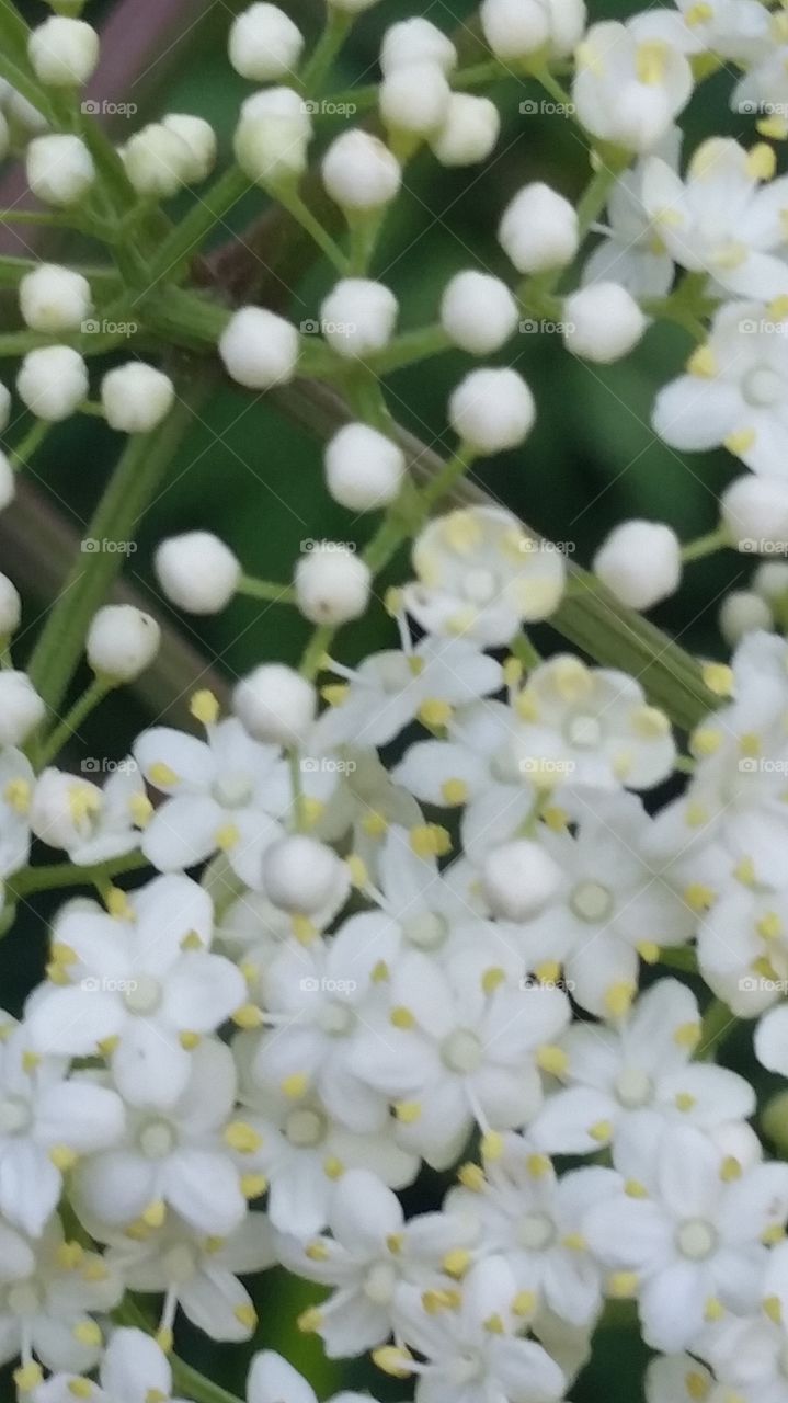 elderberry flowers