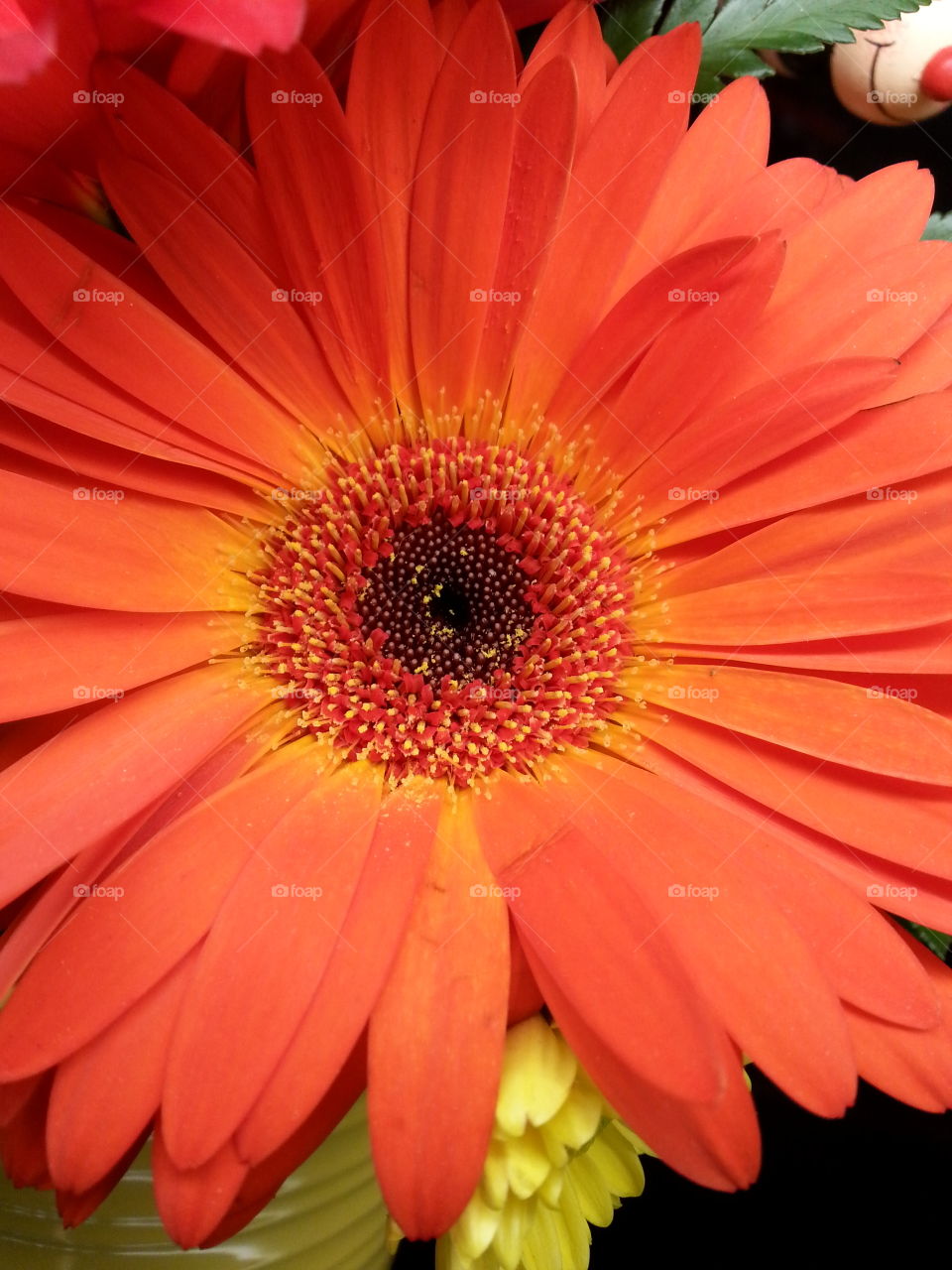 orange daisy. bloom