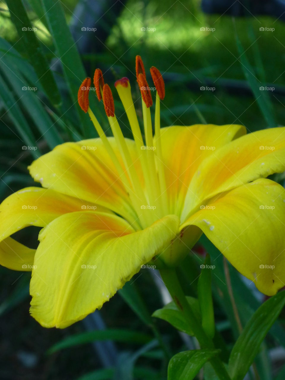 yellow lily up close