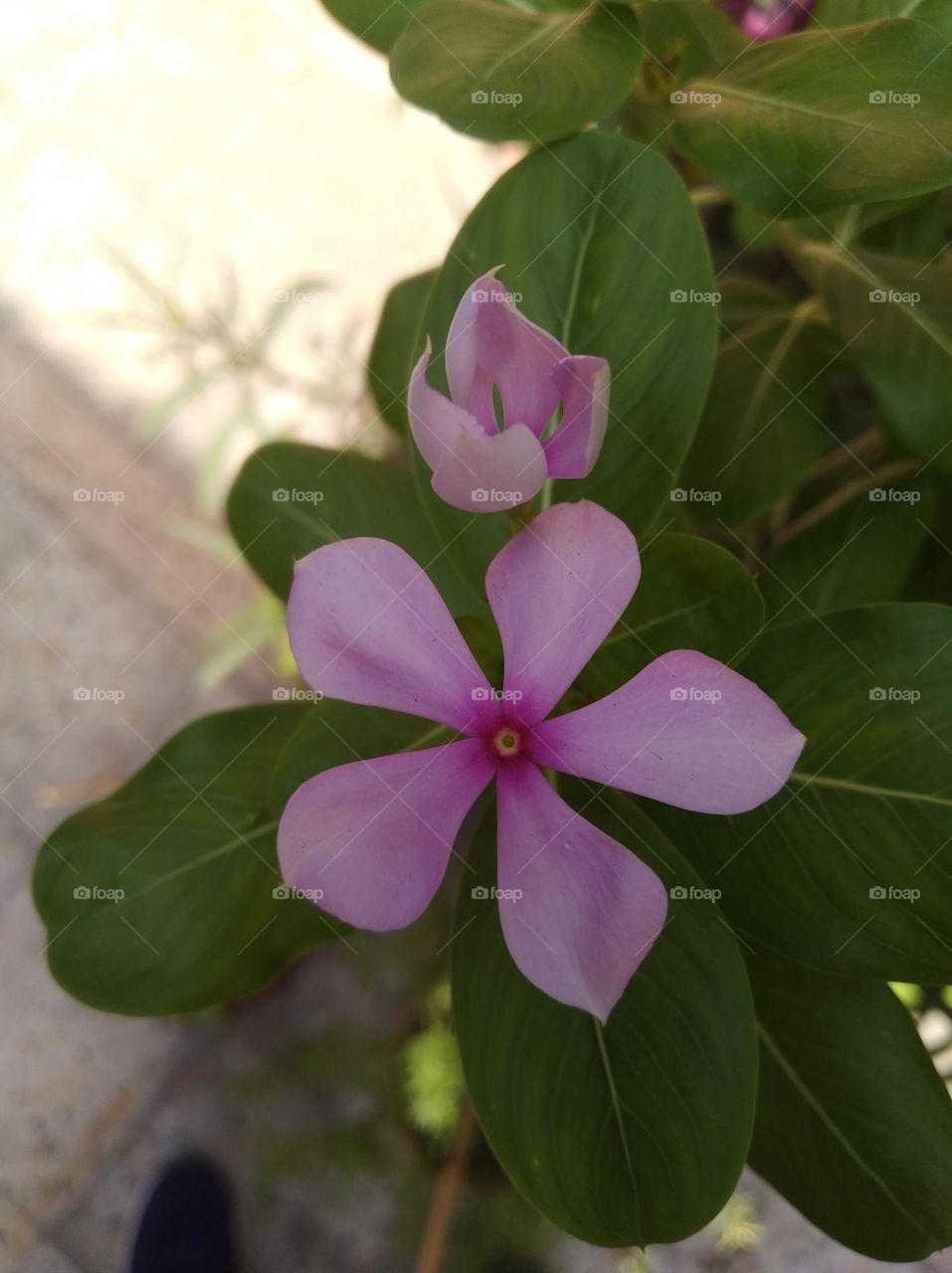 periwinkle pink flower seasonal fresh looks very beautiful generally found everywhere