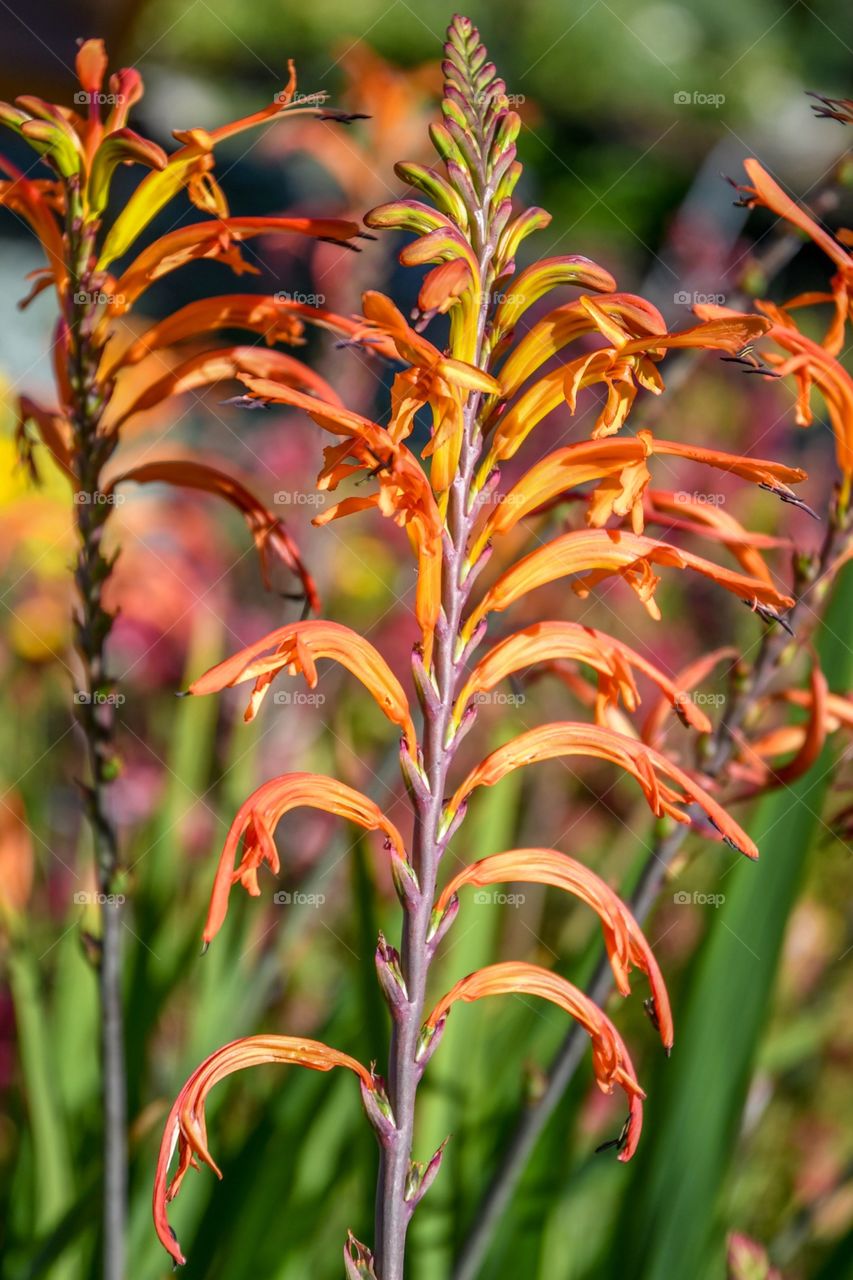 Flower stalk