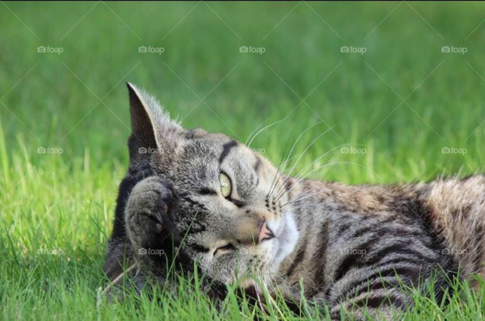 Cat laying playfully in the Grass