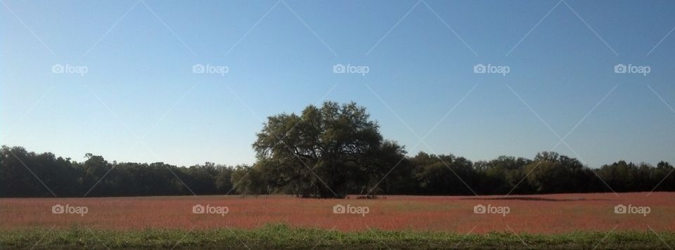 Oak tree outstanding in its field