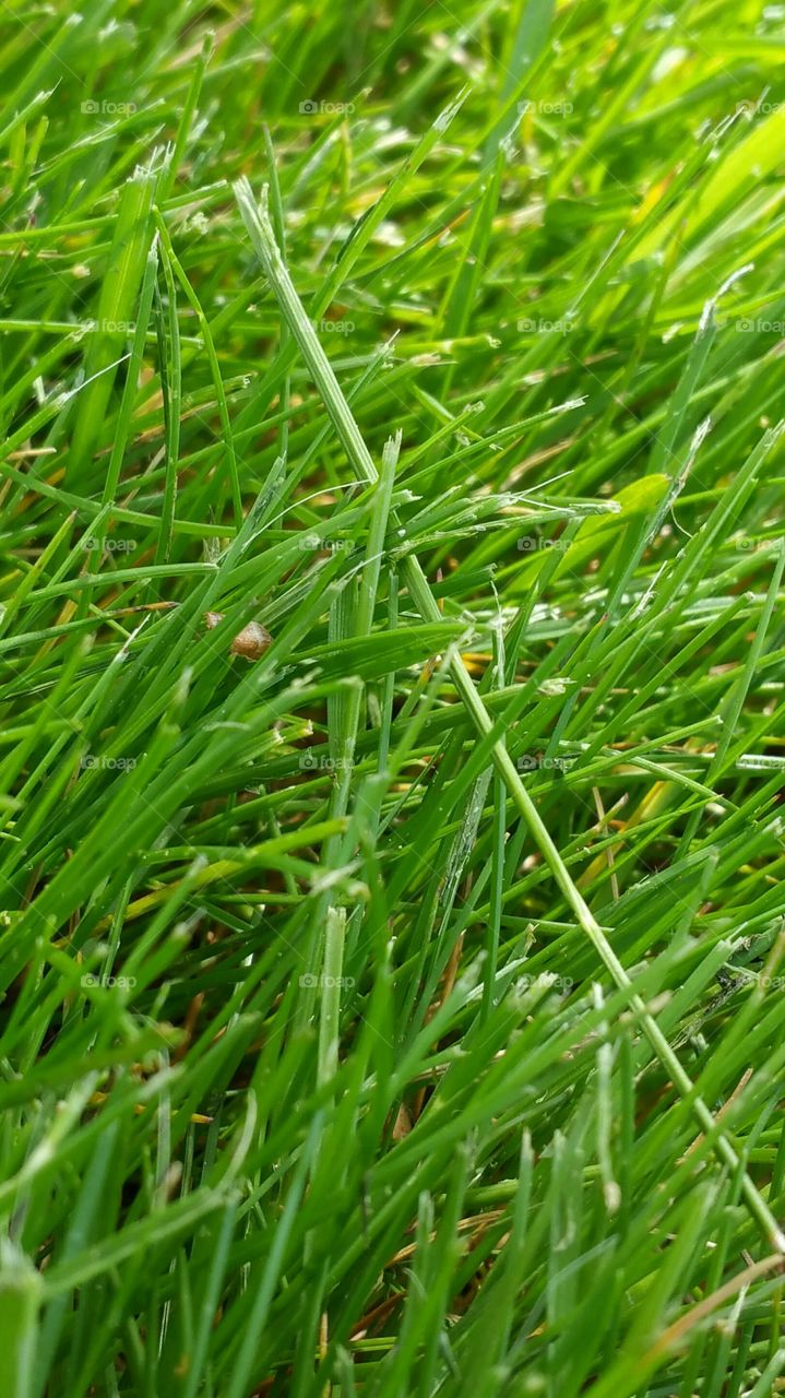 Grass