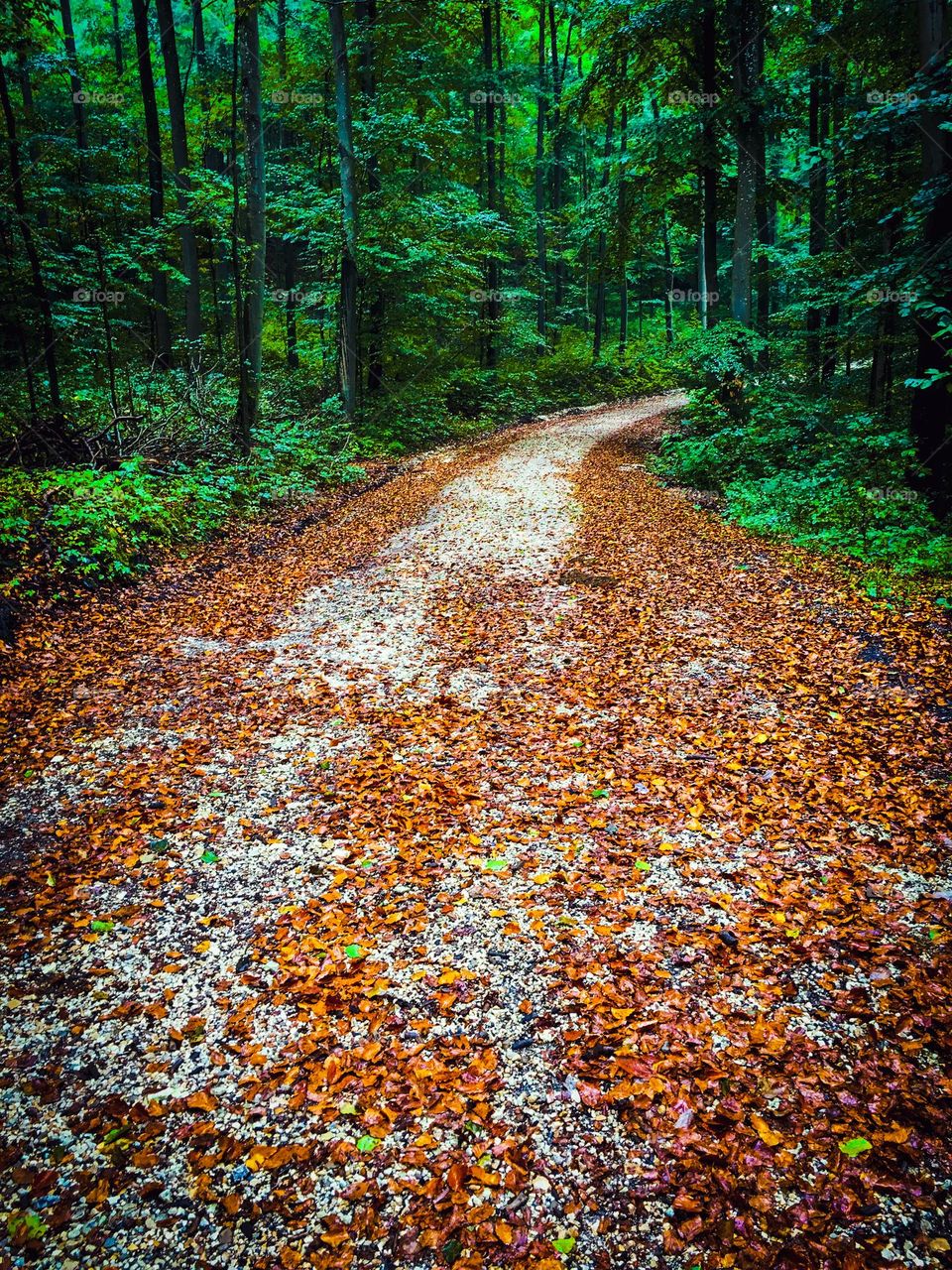 A stroll in the forest, on an autumn day. Colourful leaves on the ground contrast with trees. 