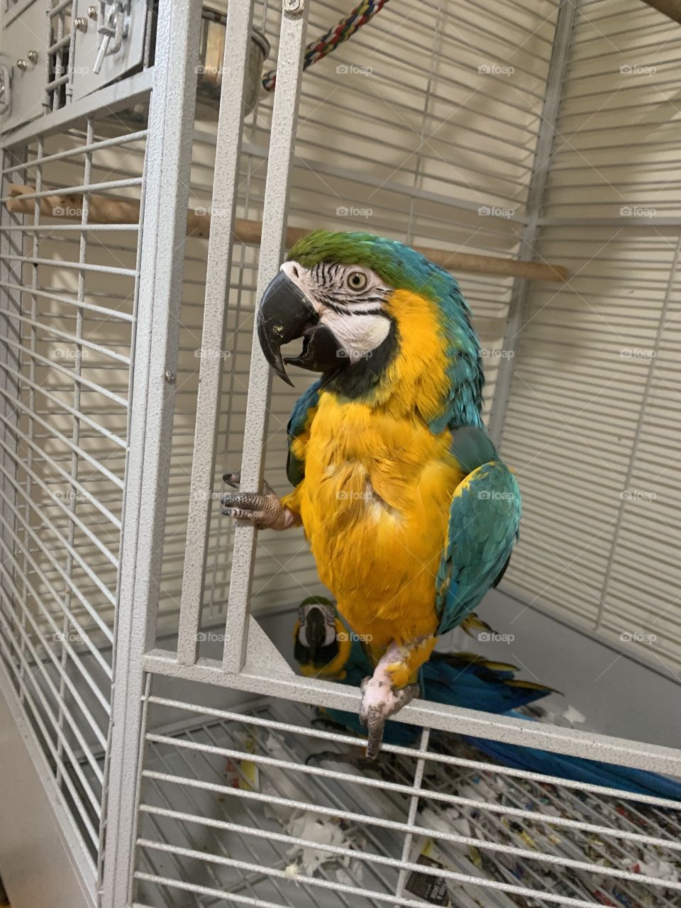 Happy macaw 