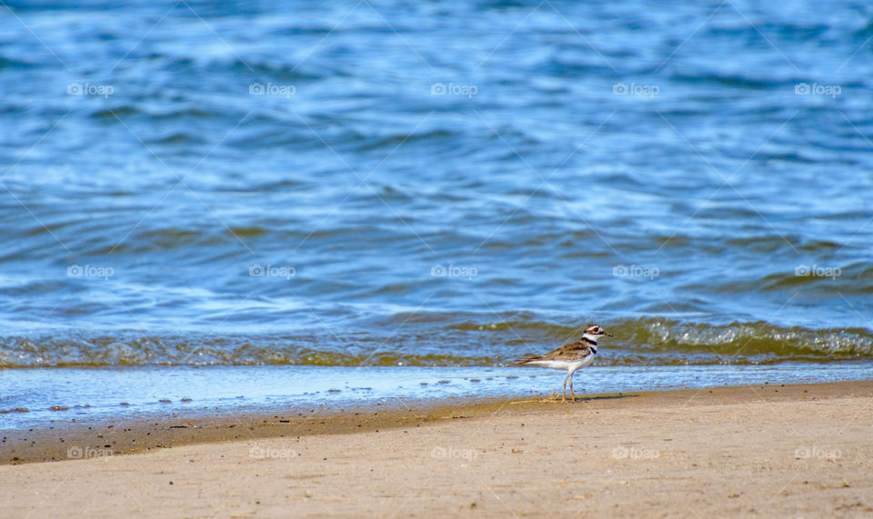 Bird stopping to pose for the camera as the waves come its way. behind it, it appears as if tracks had already gone through the path he is headed. 