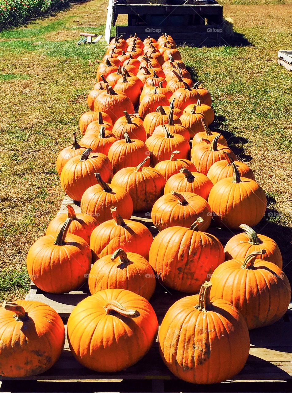 Pumpkin everything 