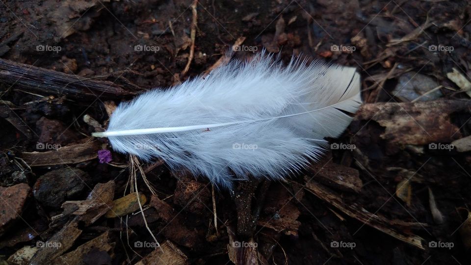 Fine chicken feathers on the ground
