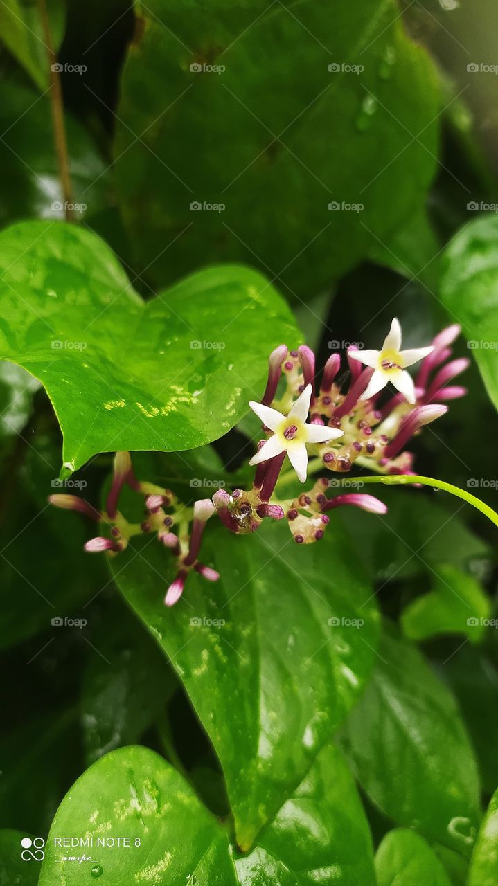 These are called regional snake plants. Not the Sansevieria variety but an indigenous one. Snakes are regular visitors to this plant and it's premises