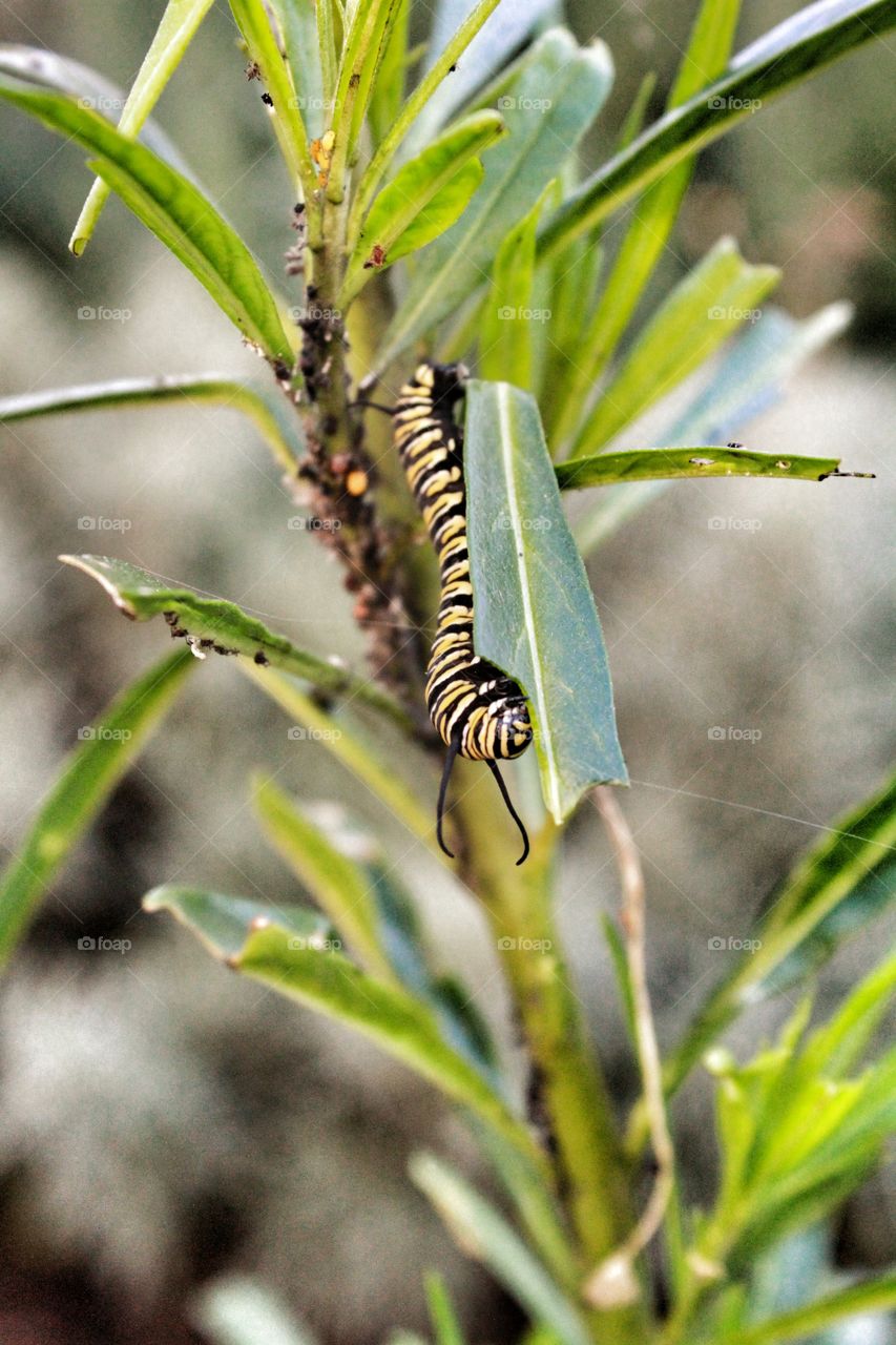 Mr Caterpilla