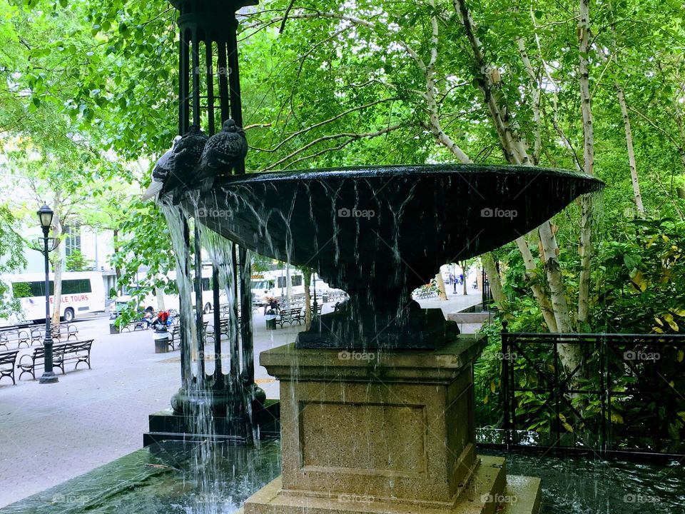 Pigeons bathing at a fountain in New York City.
