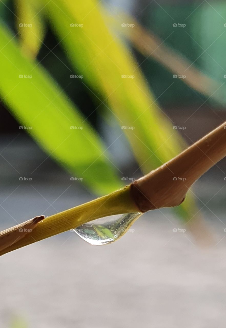 drop of water on the bamboo tree