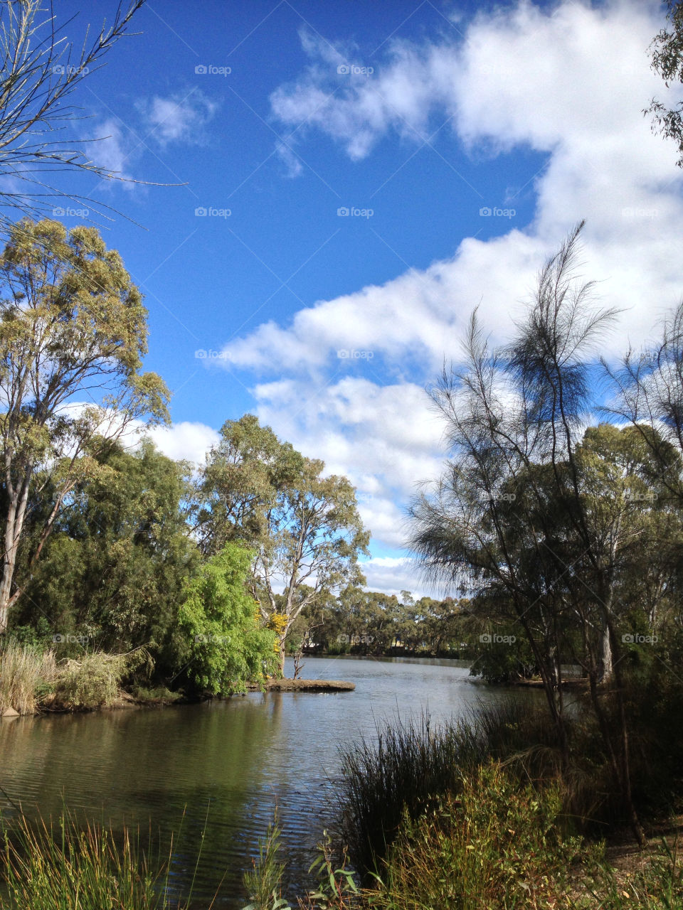 trees water australia dam by kshapley