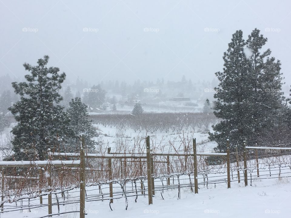 Winter in the vineyard 