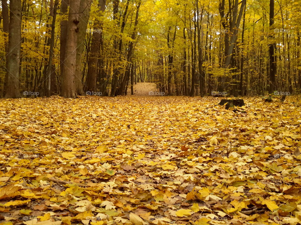 Golden magical autumn in Polish forest, Zielona Góra