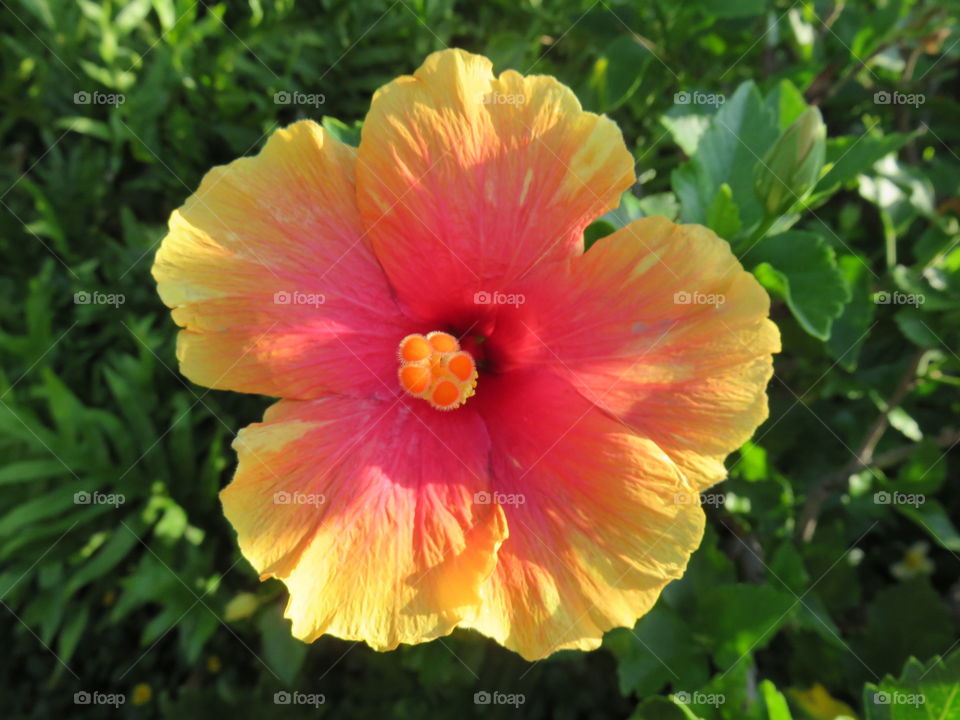 Hibiscus 