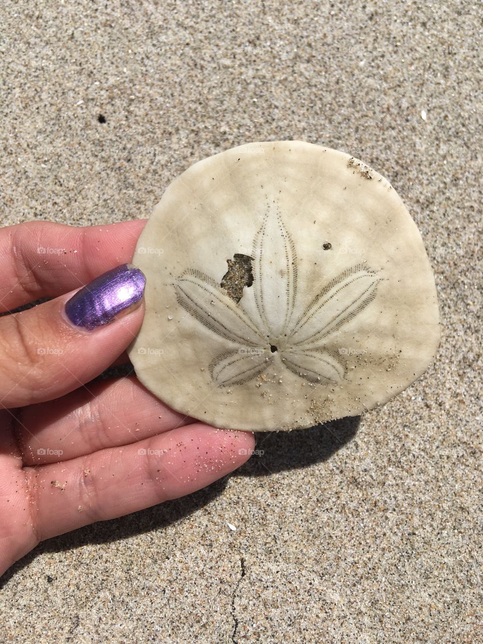 Love finding sand dollars at the beach! 