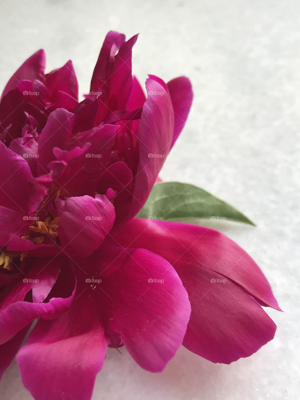 Peonies bloom 