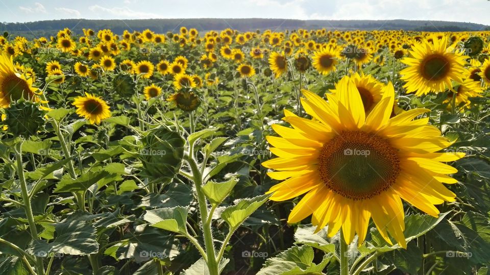 Sunflowers