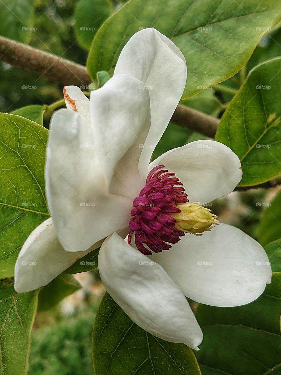 Magnolia oyama