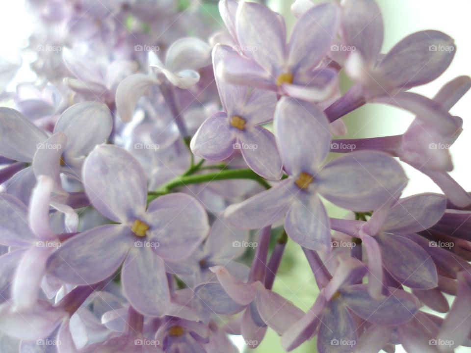 Flower, Nature, Flora, Floral, Lavender