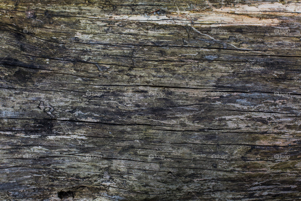 tree bark close-up