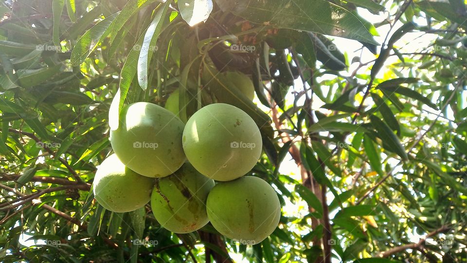 a bundle of apple mango