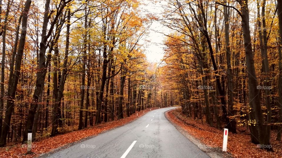 Autumn on the road