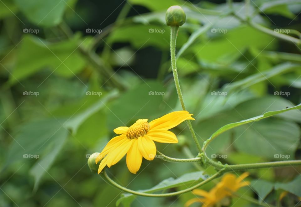 Yellow flower commonly seen growing wild on the Big Island