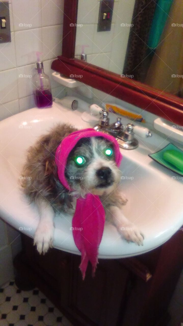 Poor little...wait, what is that? Why you gotta do me this way, folks? I'm just a dog with a mohawk, sittin' in a sink.