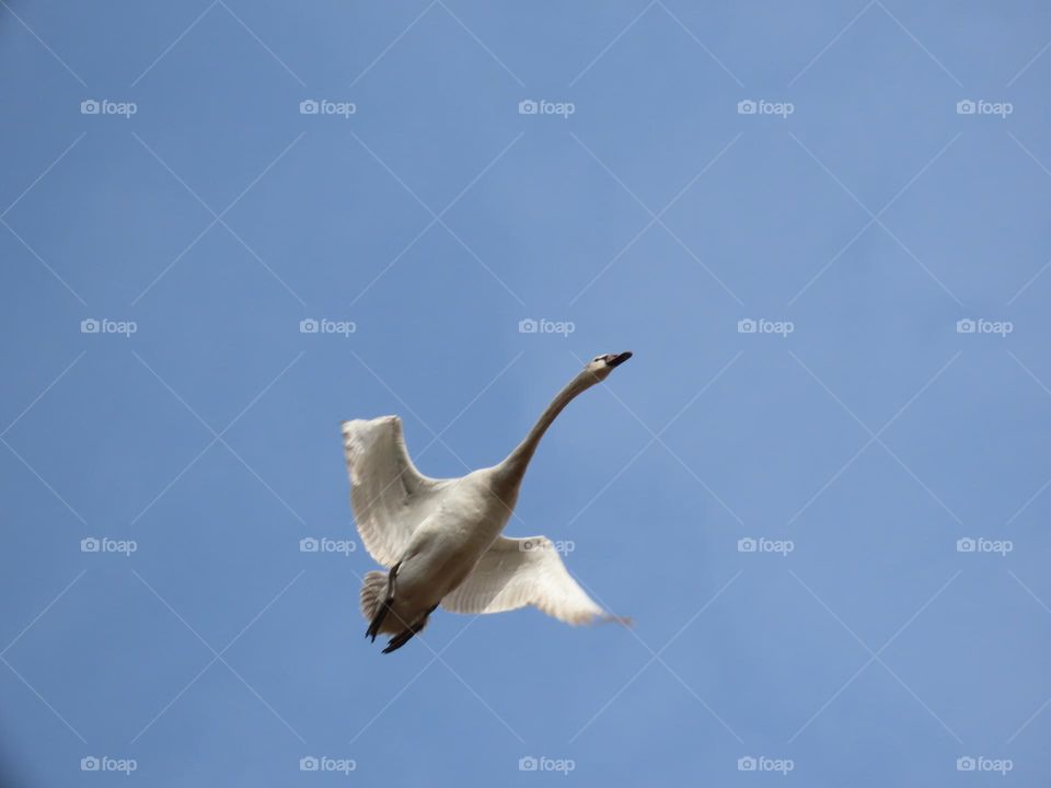 Swan in flight