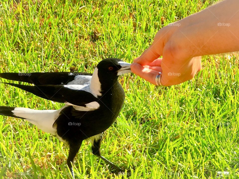 Hand feeding carrion to magpie bird 