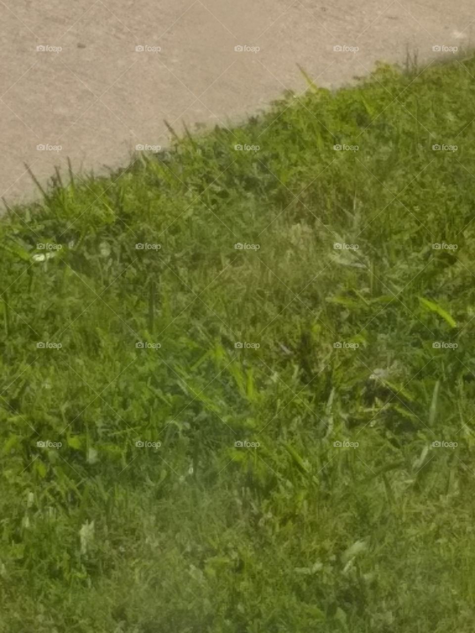 Closeup view of lawn outside my residence