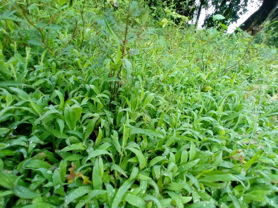 grass
