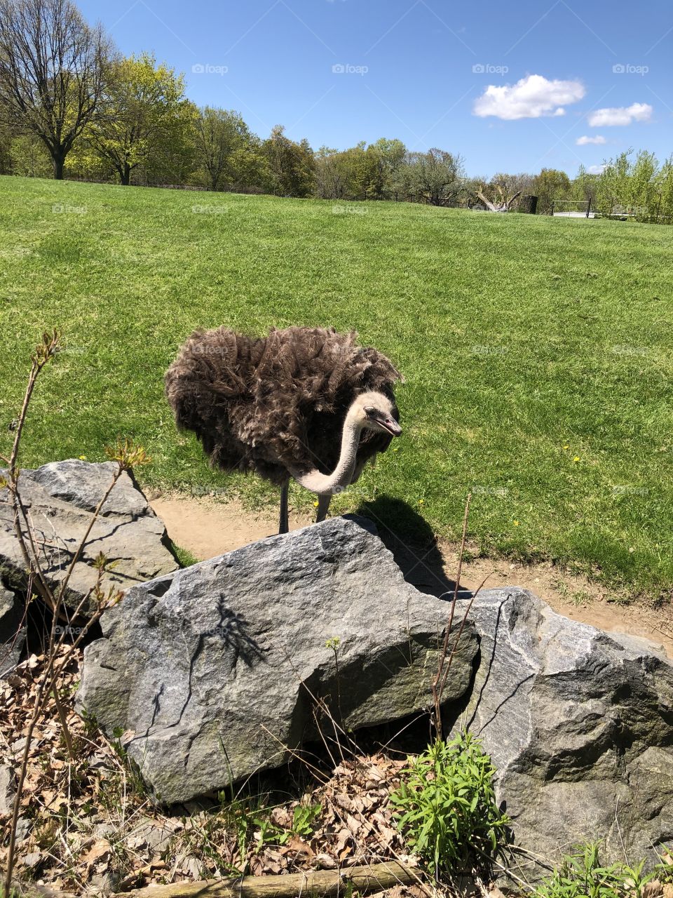 Ostrich just wants to say hello at the Toronto Zoo